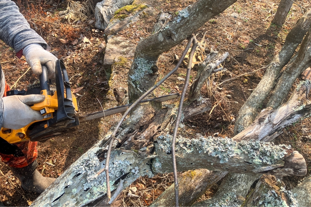 倒木リスクを軽減する危険木の伐採対応