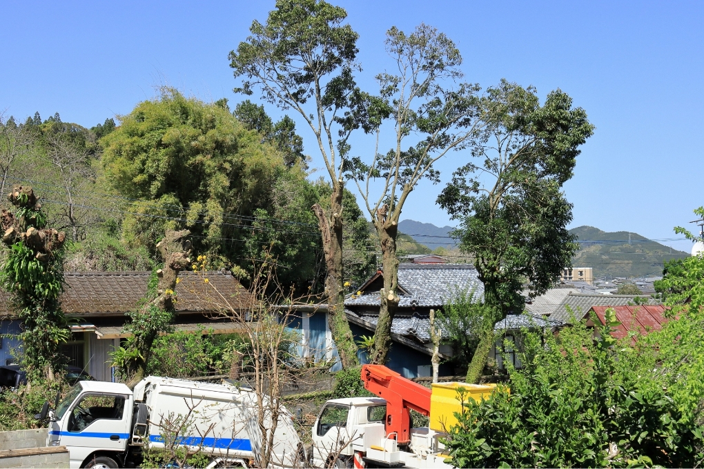 高所・狭小地での安全配慮型伐採作業