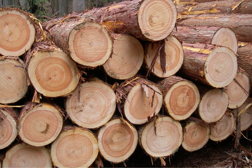 伐採後の枝葉回収と処分対応